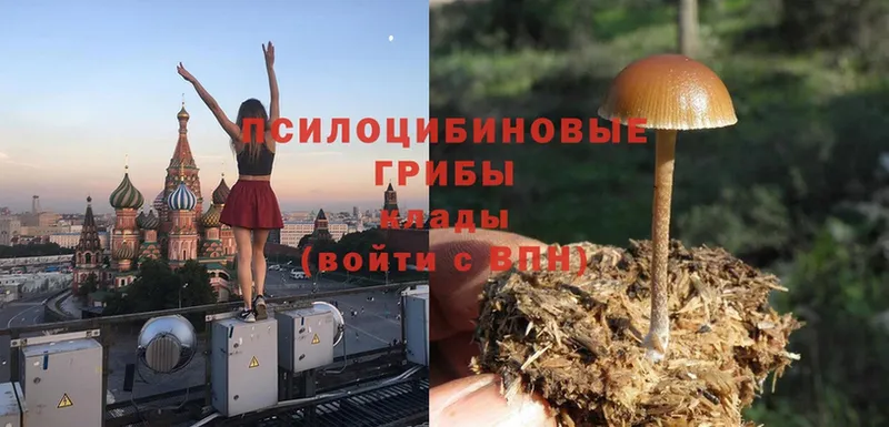 OMG вход  Ипатово  Псилоцибиновые грибы мицелий 